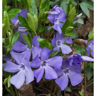 Barwinek pospolity - Vinca minor