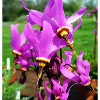 Bożykwiat Jeffreya - Dodecatheon Jeffreyi