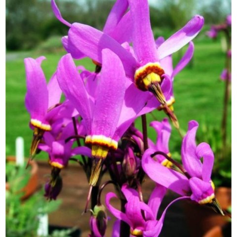 Bożykwiat Jeffreya - Dodecatheon Jeffreyi