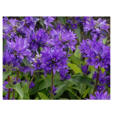 Dzwonek skupiony - Campanula glomerata 'Superba'