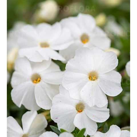 Floks Douglasa - Phlox douglasii 'White Admiral'