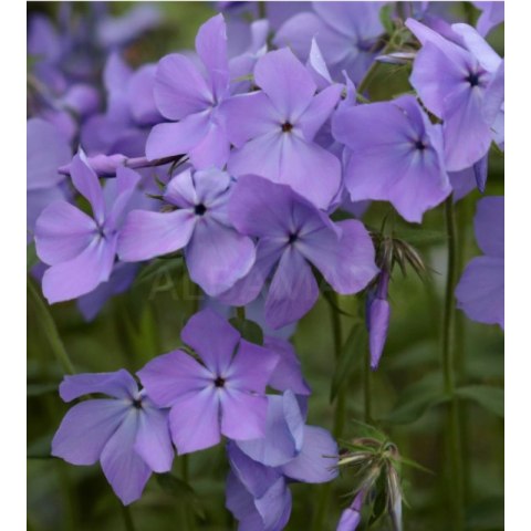 Floks kanadyjski - Phlox divaricata 'Blue Moon'