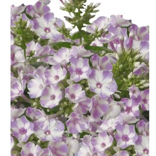 Floks wiechowaty Flame Lilac Star — bylina ozdobna