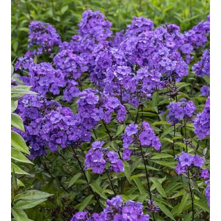 Floks wiechowaty - Phlox paniculata 'Blue Paradise'