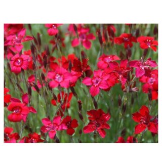 Goździk kropkowany - Dianthus deltoides 'Leuchtfunk'