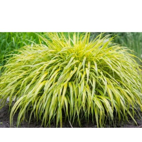 Hakonechloa - Hakonechloa 'Aureola'