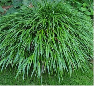 Hakonechloa smukła - Hakonechloa macra 'Greenhills'