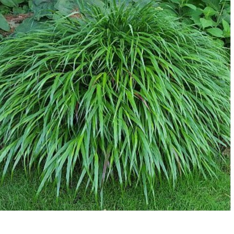 Hakonechloa smukła - Hakonechloa macra 'Greenhills'