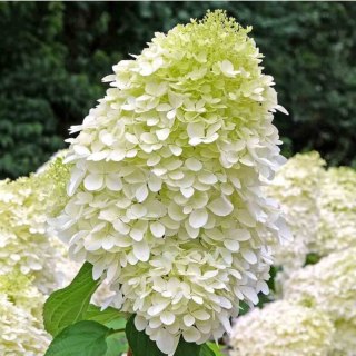 Hortensja bukietowa - Hydrangea paniculata 'Hercules'(R)