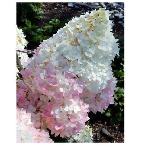 Hortensja bukietowa - Hydrangea paniculata 'Magical Andes'(R)