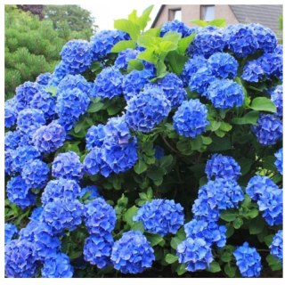 Hortensja ogrodowa - Hydrangea macrophylla 'Nikko Blue'