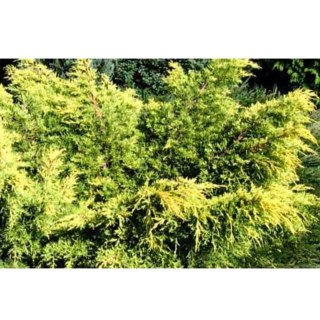 Jałowiec pośredni - Juniperus media 'King of Spring'