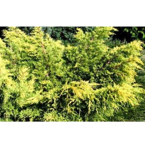 Jałowiec pośredni - Juniperus media 'King of Spring'