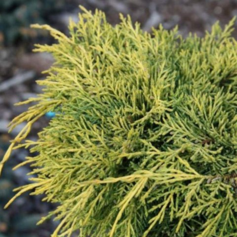 Jałowiec pośredni - Juniperus media 'King of Spring'