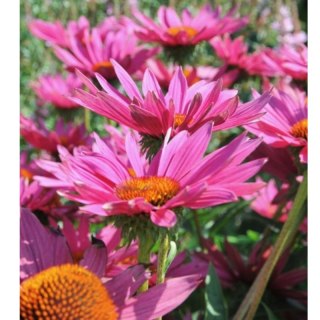 Jeżówka - Echinacea 'JS ® Roho'
