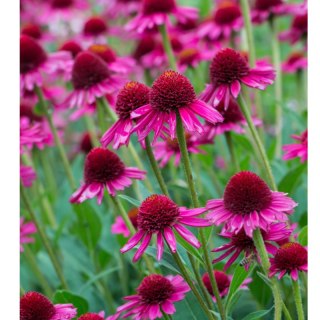 Jeżówka purpurowa - Echinacea purpurea 'Delicious Candy'