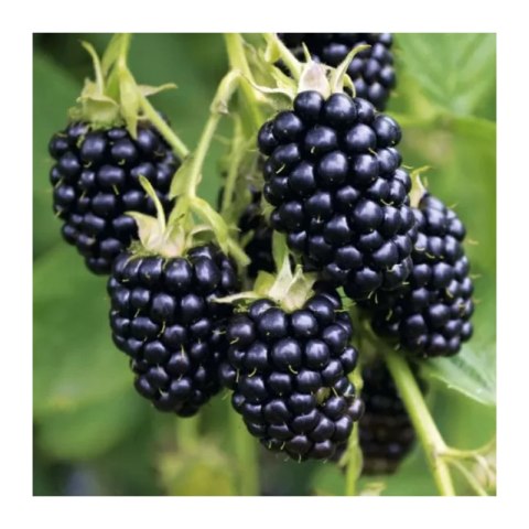 Jeżyna bezkolcowa - Rubus fruticosus 'Thornfree'