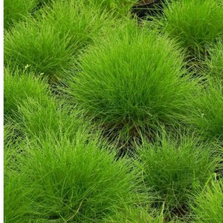 Kostrzewa Gautiera- Festuca scoparia (gautieri)