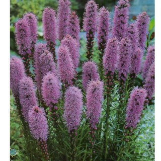 Liatra kłosowa fioletowa- Liatris Spicata 1 szt