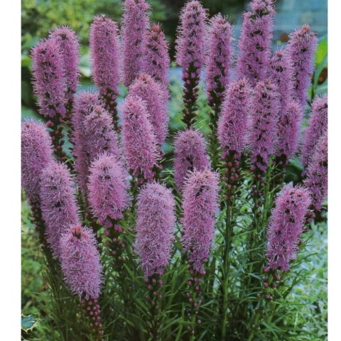 Liatra kłosowa fioletowa- Liatris Spicata 1 szt