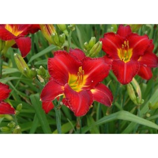Liliowiec 'Chicago Apache', Hemerocallis
