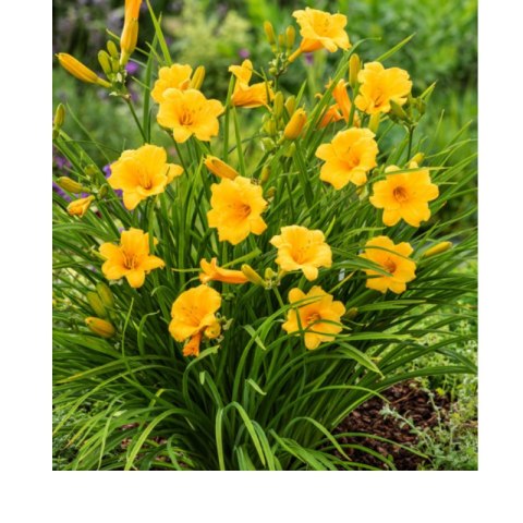 Liliowiec 'Stella de Oro', Hemerocallis