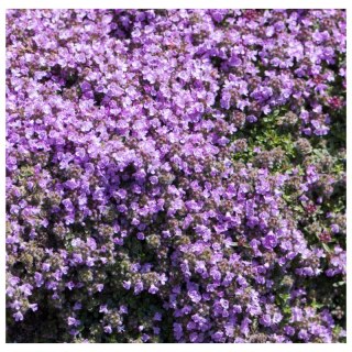 Macierzanka wczesna - Thymus pygmaeus