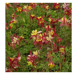 Orlik ogrodowy - Aquilegia hybrida 'Haylodgensis Rot Gold'