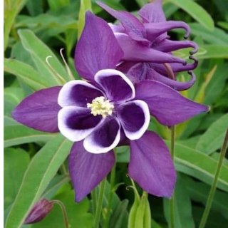 Orlik pospolity 'Winky Purple White', Aquilegia vulgaris