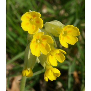 Pierwiosnek lekarski - Primula veris