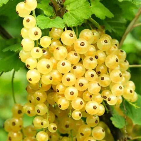 Porzeczka biała - Ribes niveum 'Biała z Jüterbog'