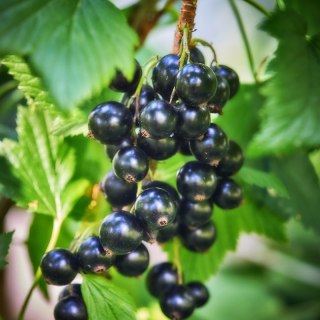 Porzeczka czarna - Ribes nigrum 'Triton'