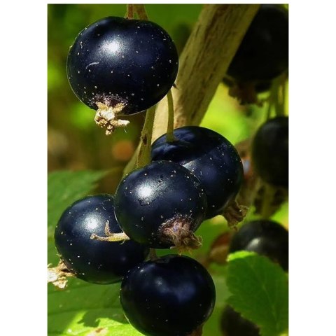 Porzeczkoagrest 'Josta', Ribes