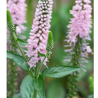 Przetacznik długolistny - Veronica longifolia 'First Choice'