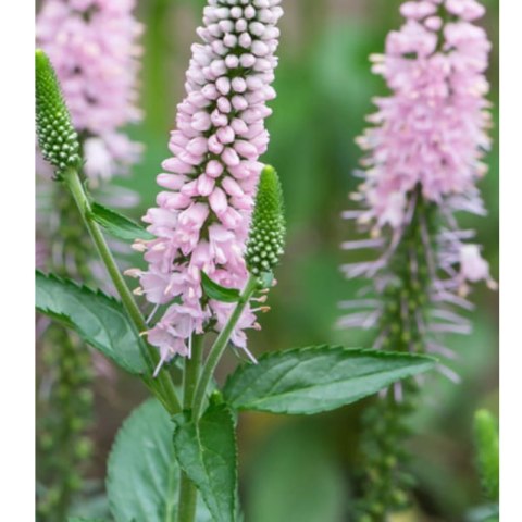 Przetacznik długolistny - Veronica longifolia 'First Choice'