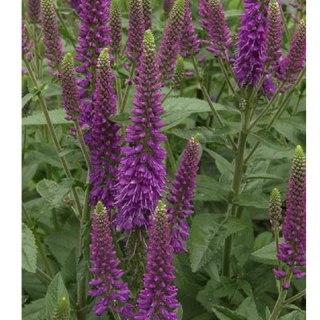 Przetacznik długolistny - Veronica longifolia 'First Match'