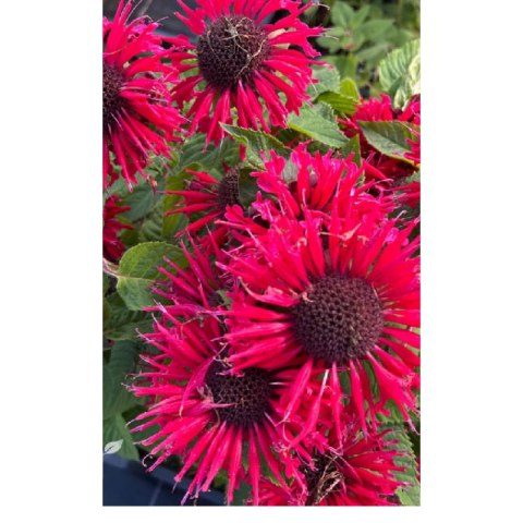 Pysznogłówka - Monarda 'Bee Happy'