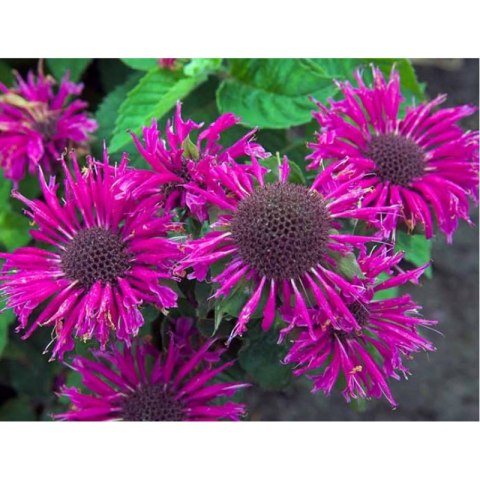 Pysznogłówka - Monarda 'Bee Pure'
