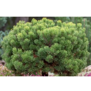 Sosna górska - Pinus mugo var. mughus