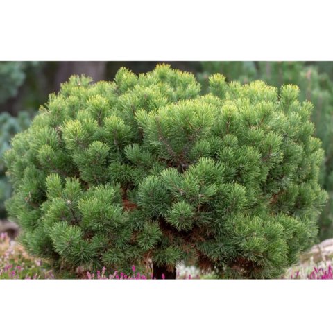 Sosna górska - Pinus mugo var. mughus