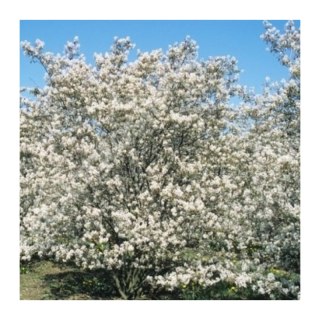 Świdośliwa Lamarcka - Amelanchier canadensis (lamarcki)