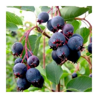 Świdośliwa Lamarcka - Amelanchier canadensis (lamarcki)