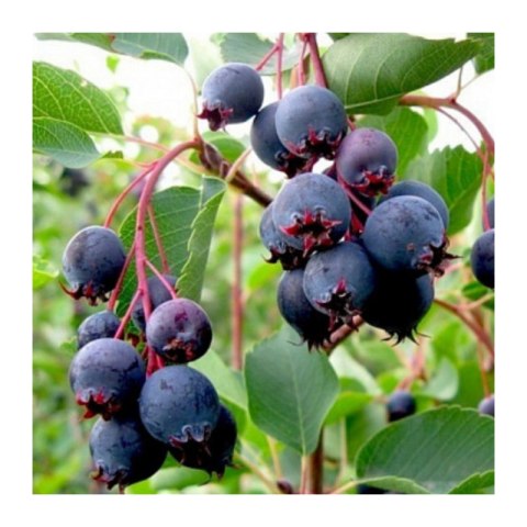 Świdośliwa Lamarcka - Amelanchier canadensis (lamarcki)