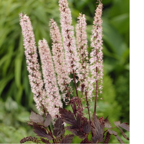 Świecznica prosta - Actaea simplex 'Pink Spike'