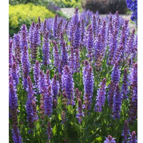 Szałwia - Salvia 'Caradonna'
