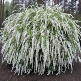 Tawuła szara - Spiraea cinerea 'Grefsheim'