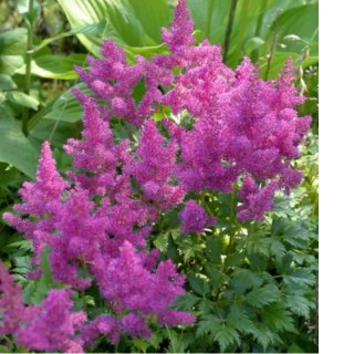 Tawułka - Astilbe 'Pumila'