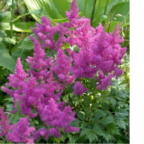 Tawułka - Astilbe 'Pumila'