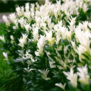 Trzmielina japońska - Euonymus japonica 'Himalaya'(R)