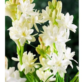 Tuberoza bulwiasta - Polianthes Tuberosa 1 szt.